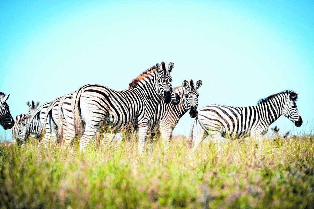 Die große Wanderung der Zebras