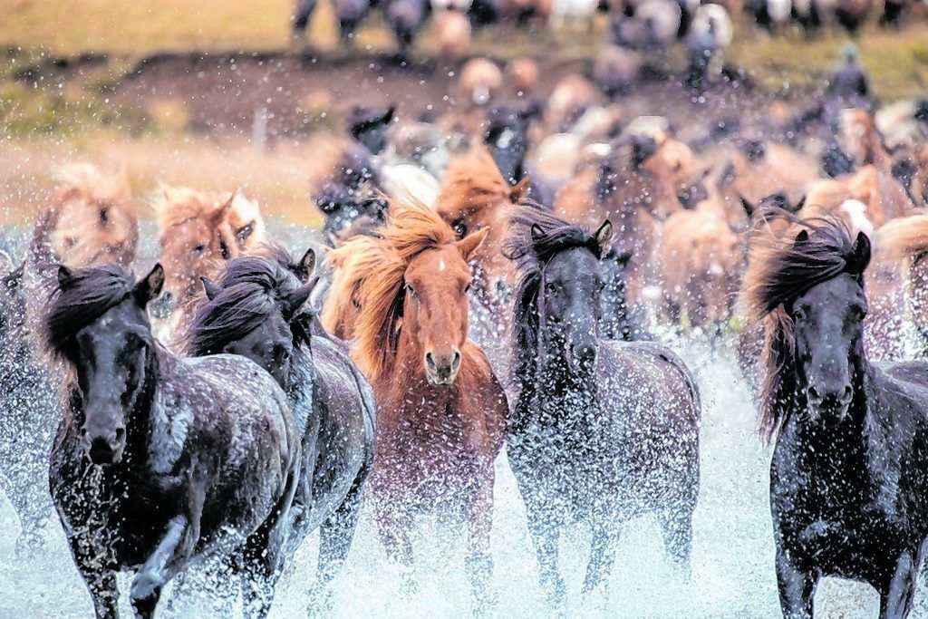 Laufskálarétt: Pferd sein auf Island