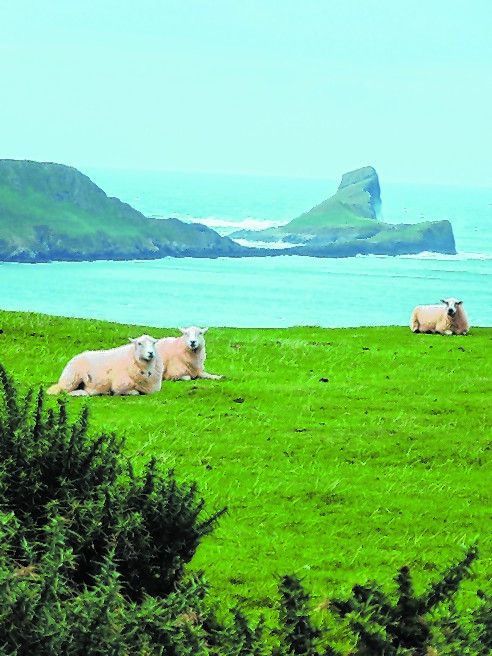 Das Land der vielen Schafe