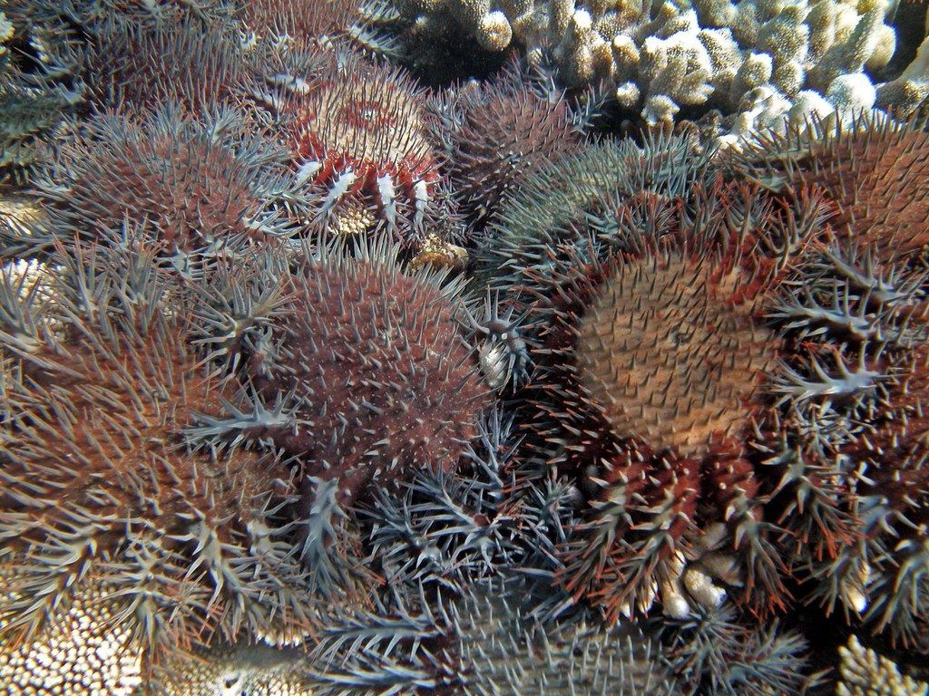 Riesenschnecken sollen Great Barrier Reef retten