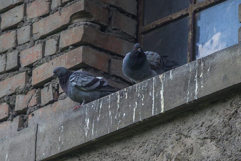 In leer stehenden Gebäuden halten sich Stadttauben gerne auf und sorgen dort für Verunreinigungen.