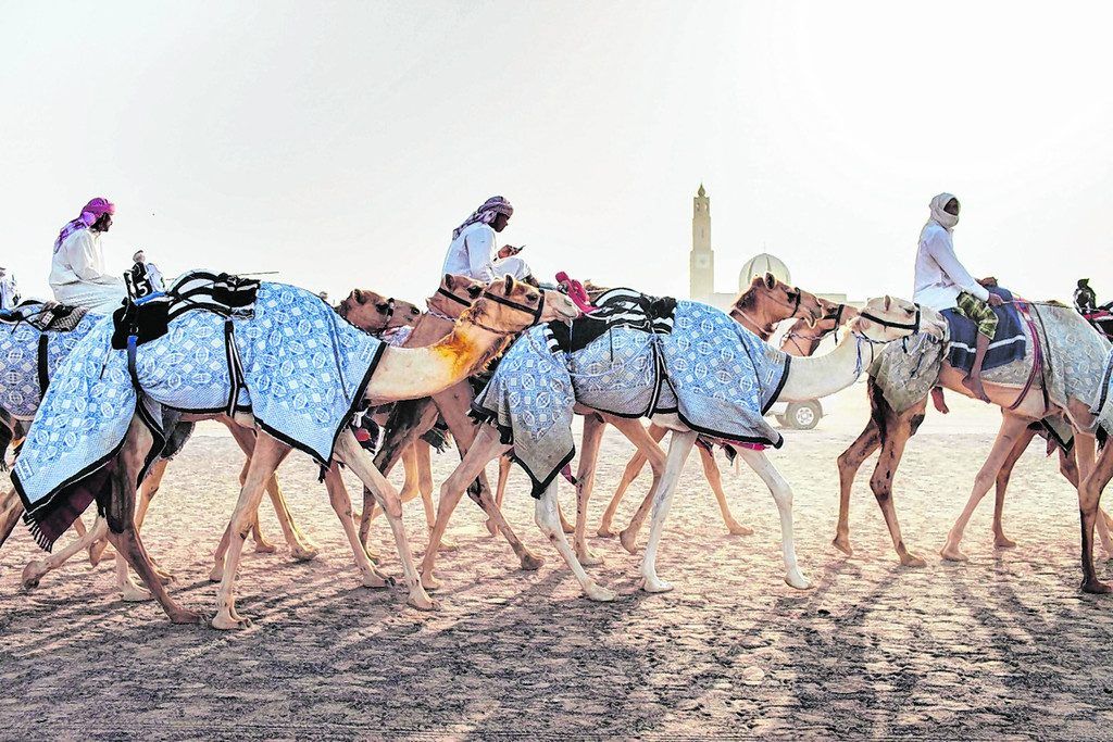 Kamele donnern über den Sand