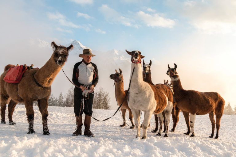 Lama-TrekkingEin ganz besonderes Erlebnis ist eine Lama-Wanderung im Schnee, die es im Winter 2016/17 jeden Dienstag gibt: Gemeinsam mit Llamero Horst wird die Herde auf verschneiten Pfaden auf den Kristberg geführt.