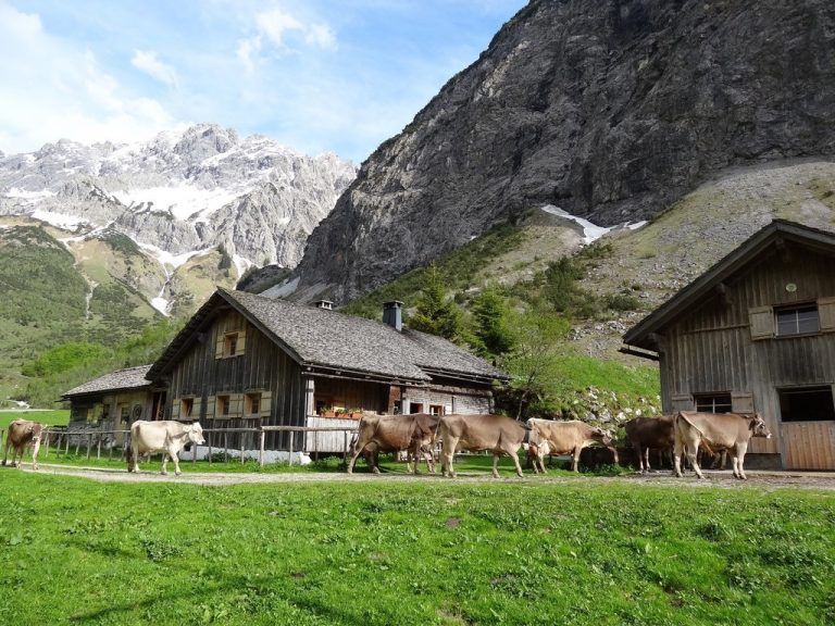LR Erich Schwärzler: „Braun- und Grauvieh sowie Pinzgauer sind für die Alpung besonders gut geeignet.“