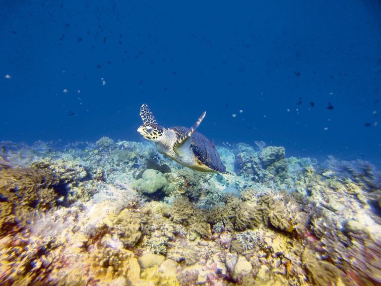 Mit etwas Glück sieht man bei einem Tauchgang rund um Bali und Lombok auch Unterwasserschildkröten.