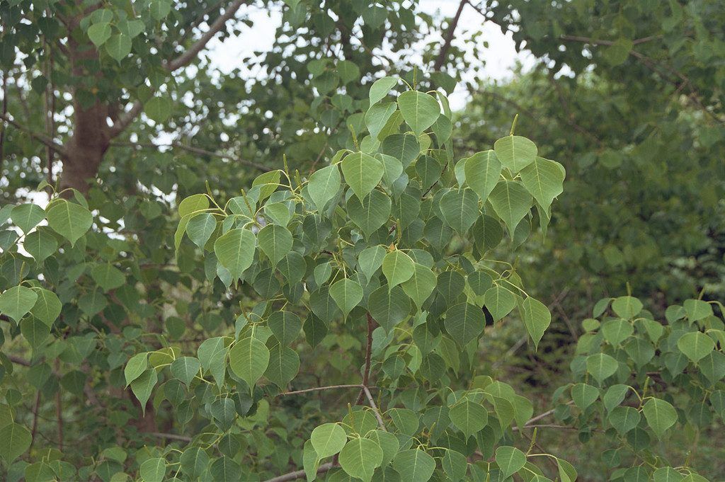 Chinesische Talgbäume erobern US-Wälder