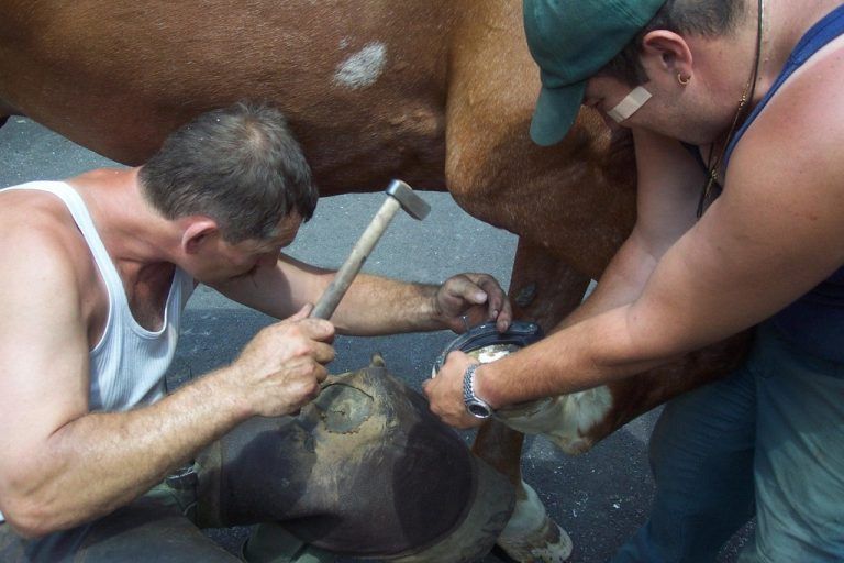 NR Gerald Loacker: Nur die Regierung hält die Reglementierung des Hufbeschlags für einen großen Wurf. Cro