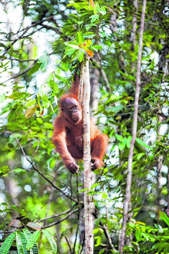 Nur ca. 14.000 Stück gibt es von den Orang-Utans auf Sumatra noch. Im Gunung-Leuser-Nationalpark finden sie Unterschlupf.