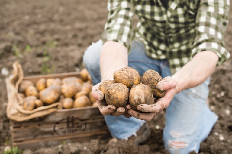Österreich und speziell Vorarlberg zählen generell nicht zu den großen Kartoffelanbauländern. FA