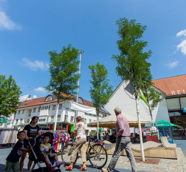 Robinien am blauen Platz in Lustenau. Giftig ist die Rinde. Foto: VN/Paulitsch