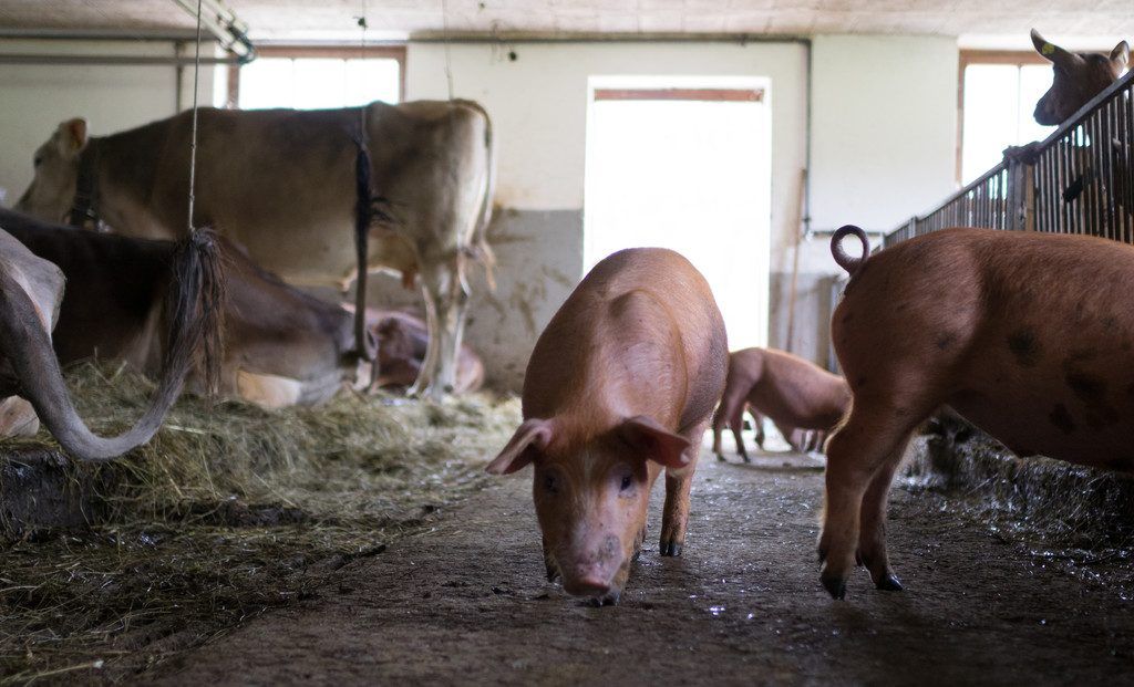Land reagiert auf Kritik des Tierschutz-Ombudsmanns mit Erlass und Eingreiftruppe.