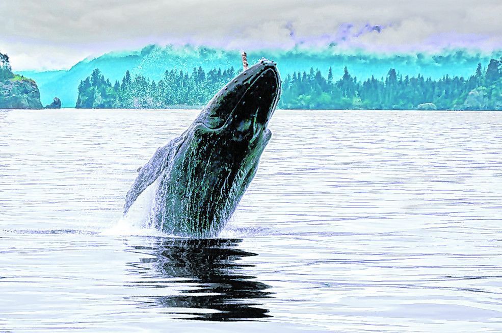 Wildlife-Kreuzfahrt  in Seward