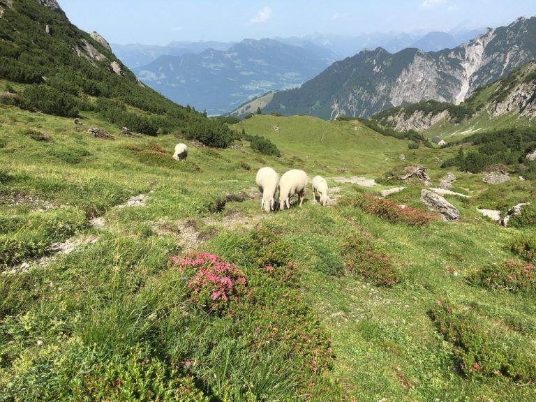 Schafalpe Garsella
            Beruflicher Umgang. Die glückliche Schafherde mit insgesamt 120 Tieren von Kurt Studer aus Feldkirch in idyllischer Natur.