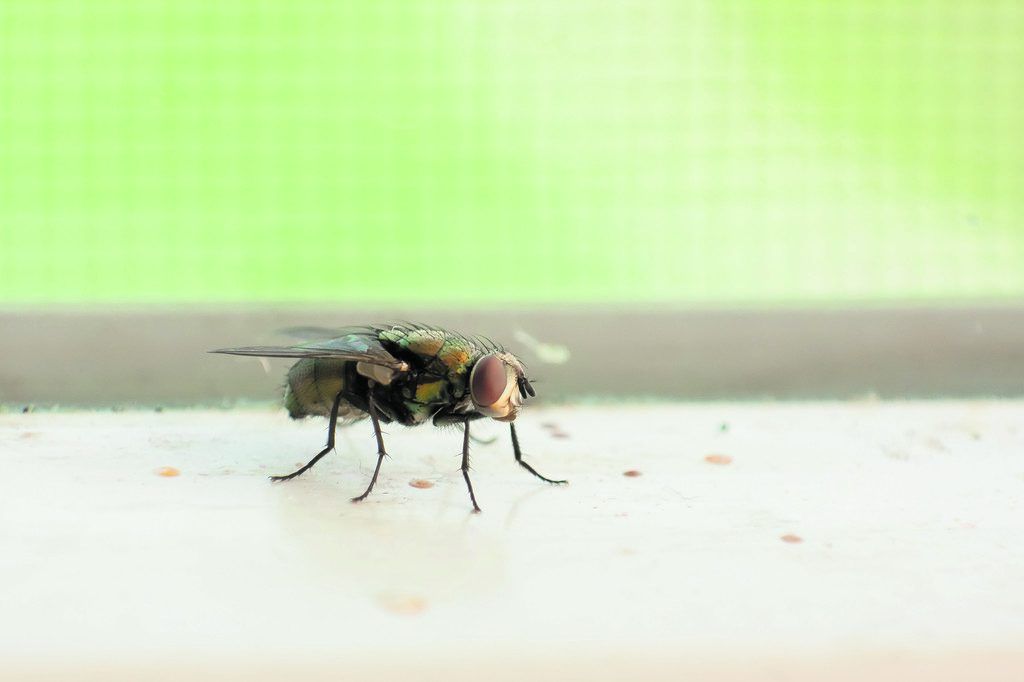 Gut vor Insekten schützen