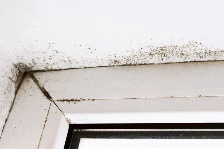 Schutzmaßnahmen. Beim professionellen Vorgehen gegen massiven Schimmelbefall sind Schutzmaßnahmen unbedingt erforderlich. Fotos: Trockentechnik Schöbel, Shutterstock