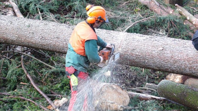Schwärzler: „Wald ist Schutz-, Wirtschafts- und vor allem Lebensraum.“