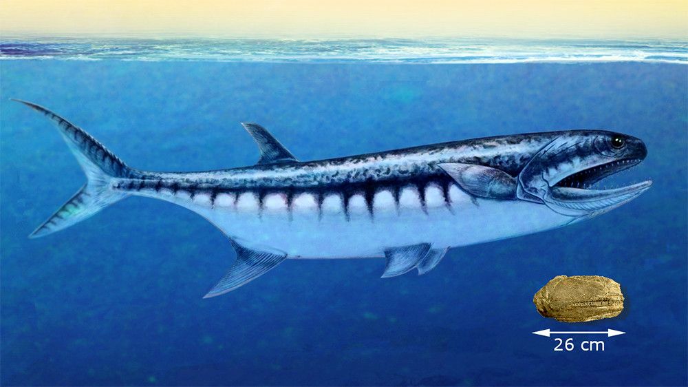 Forscher entdeckten  frühesten Raubfisch