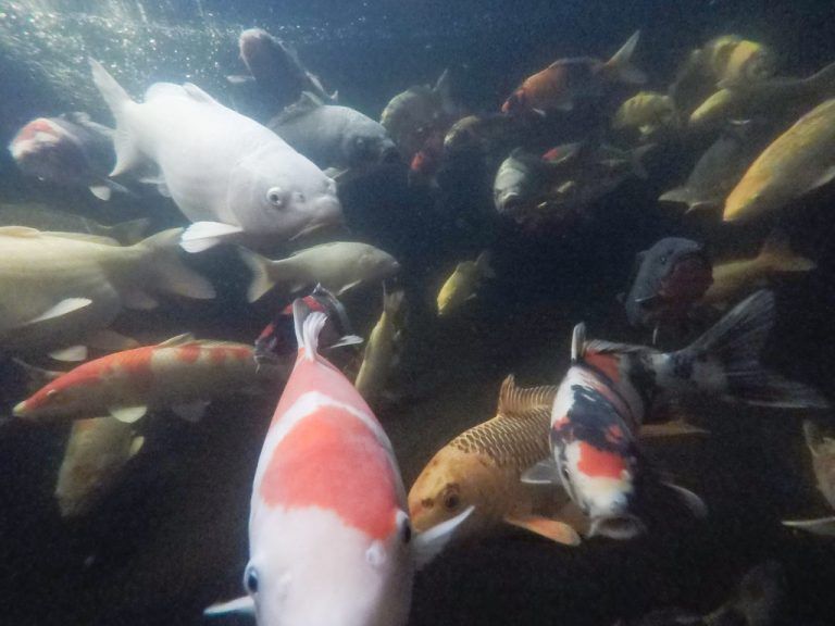 So sieht es unter Wasser aus, wenn die bunten Zierfische auf Tauchstation gehen.