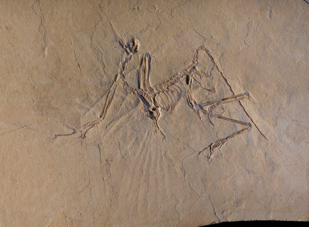 Nicht nur passiver Gleiter: Urvogel Archaeopteryx konnte fliegen
