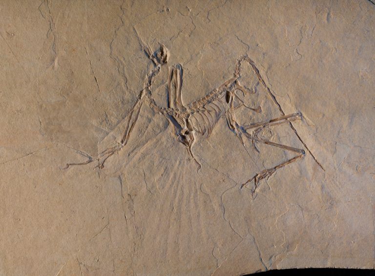The Munich specimen of the transitional dino-bird Archaeopteryx is shown in this picture taken in 2014 at the European Synchrotron Radiation Facility in Grenoble, France and released on March 13, 2018. Courtesy ESRF/Pascal Goetgheluck/Handout via REUTERS ATTENTION EDITORS - THIS IMAGE HAS BEEN SUPPLIED BY A THIRD PARTY. NO RESALES. NO ARCHIVES