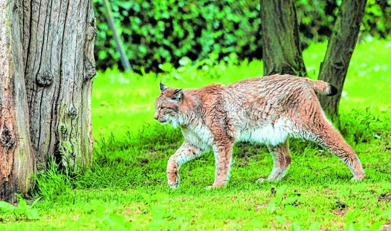 Tier- und Naturliebhaber finden im Port Lympne Wild Animal Park über 1000 frei lebende Tiere.