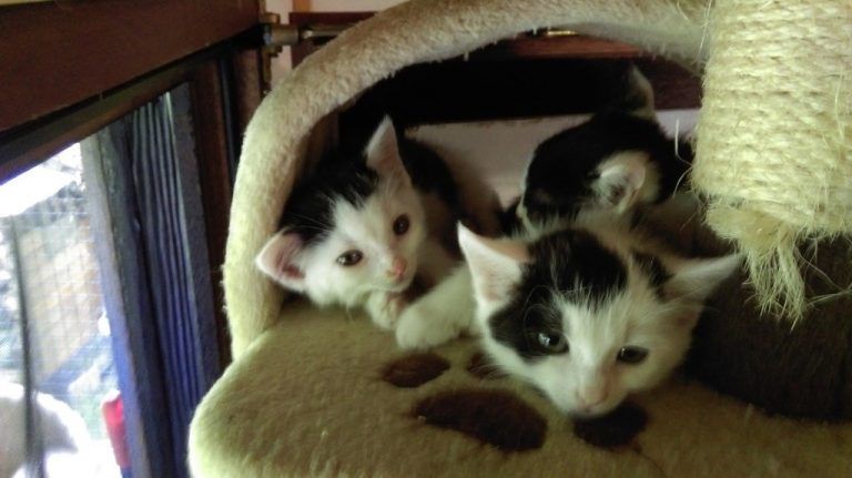 Tierschutzverein Oberland
            Ehrenamt. Im Bludenzer Katzenhaus werden die Tiere fürsorglich handzahm gemacht, tierärztlich versorgt und vermittelt.