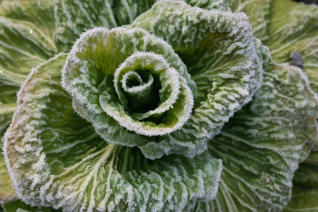 Winterernte im Gemüsegarten