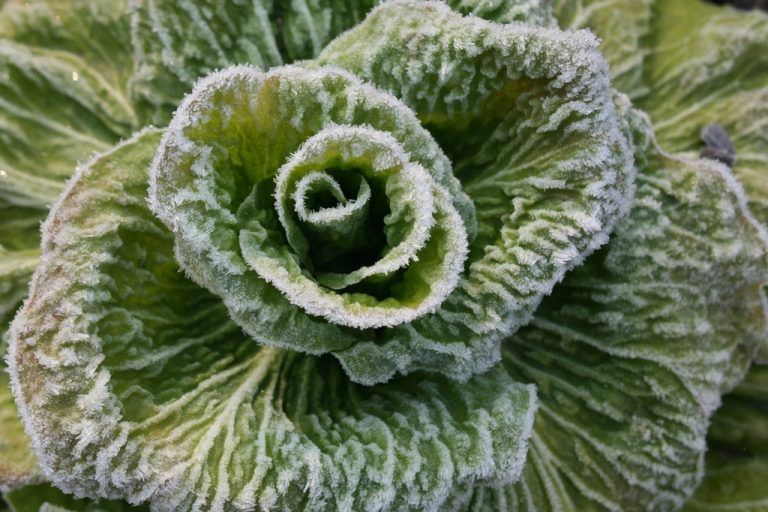 Über 70 Highlights an gutem und gesundem Wintergemüse hat der OGV für alle Interessierten als Info parat.