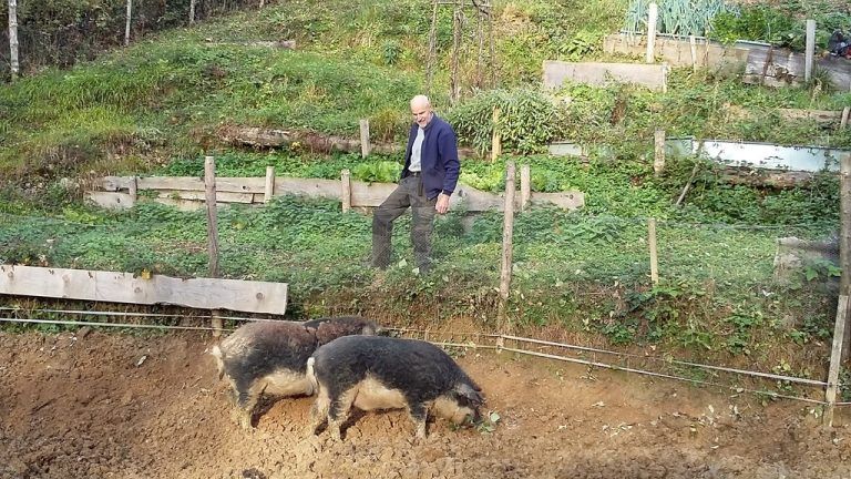 „Unsere Wollschweine bereiten nicht nur den Boden wunderbar auf für unseren Kartoffelacker, wir freuen uns auch über ihr gutes Fleisch.“