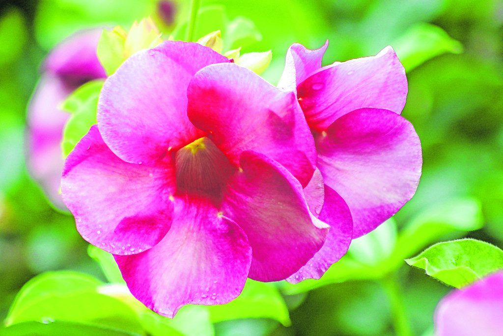 Botanischer Garten für Naturliebhaber