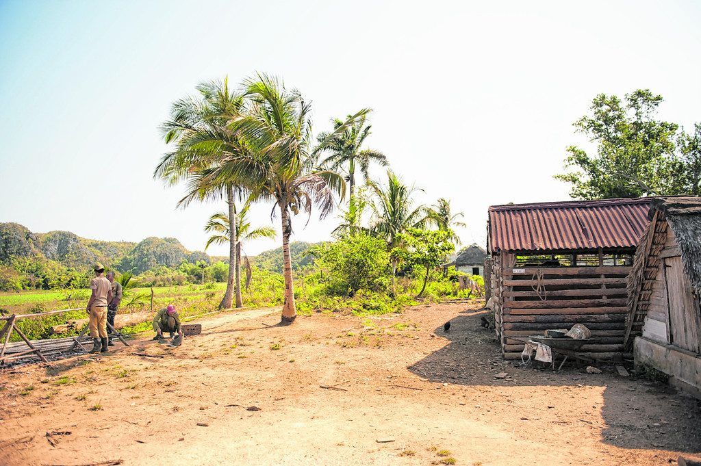 Tabakanbau und Pferde im ländlichen Viñales