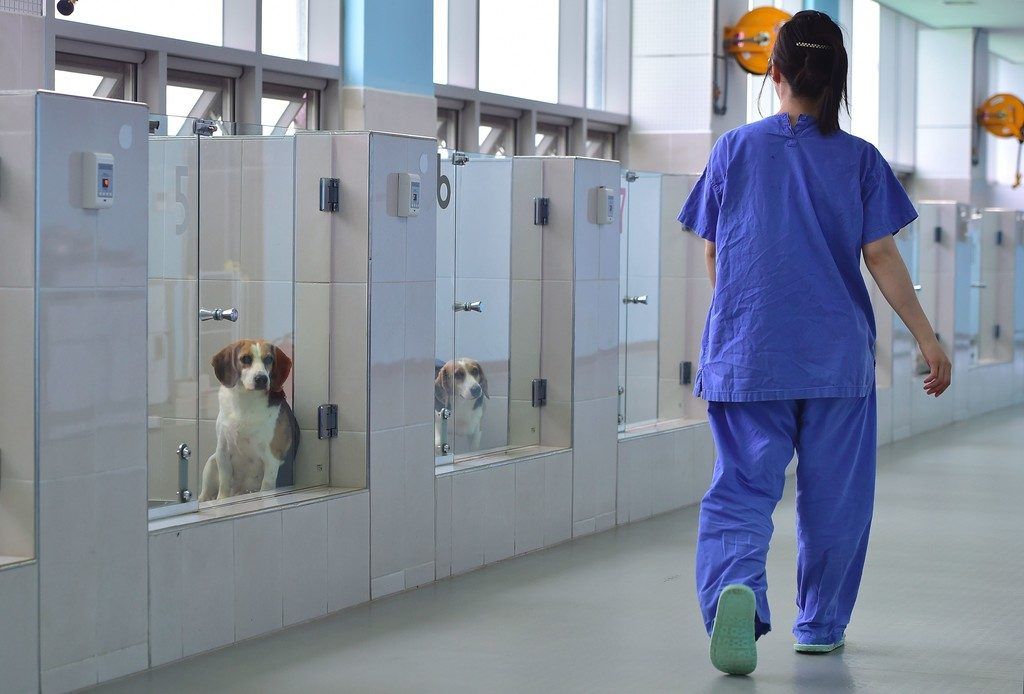In Seoul werden Hunde auf Bestellung geklont
