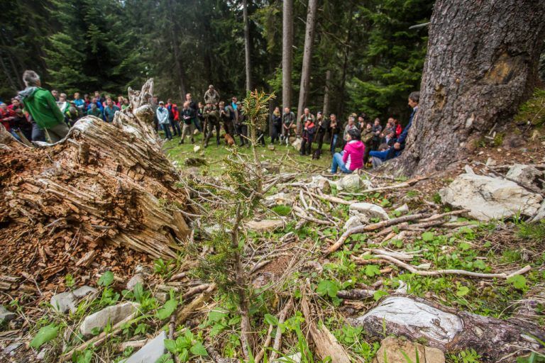 Waldwüste statt Waldpracht: Das Wild ließ an dieser Stelle keine Bäume mehr aufkommen. Fotos: VN/Steurer