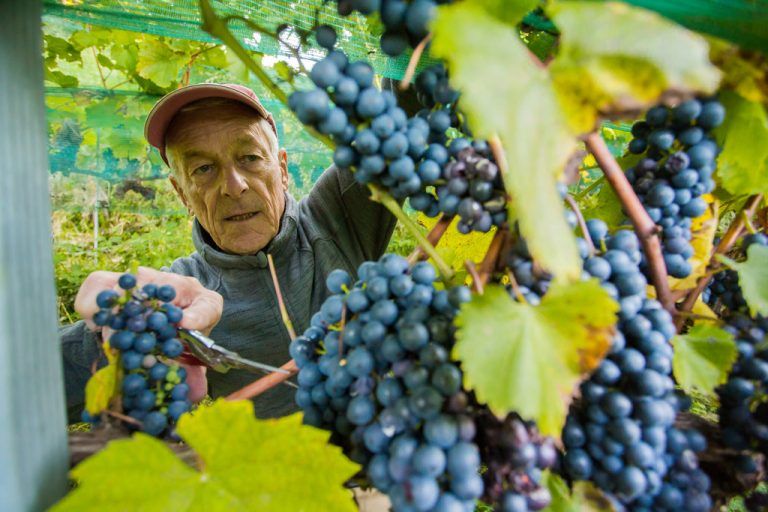 Weinbauer Horst Dorner kann heuer eine reiche Ernte einfahren. Er rechnet mit einem Ertrag von einigen Hundert Litern Wein.  VN/steurer