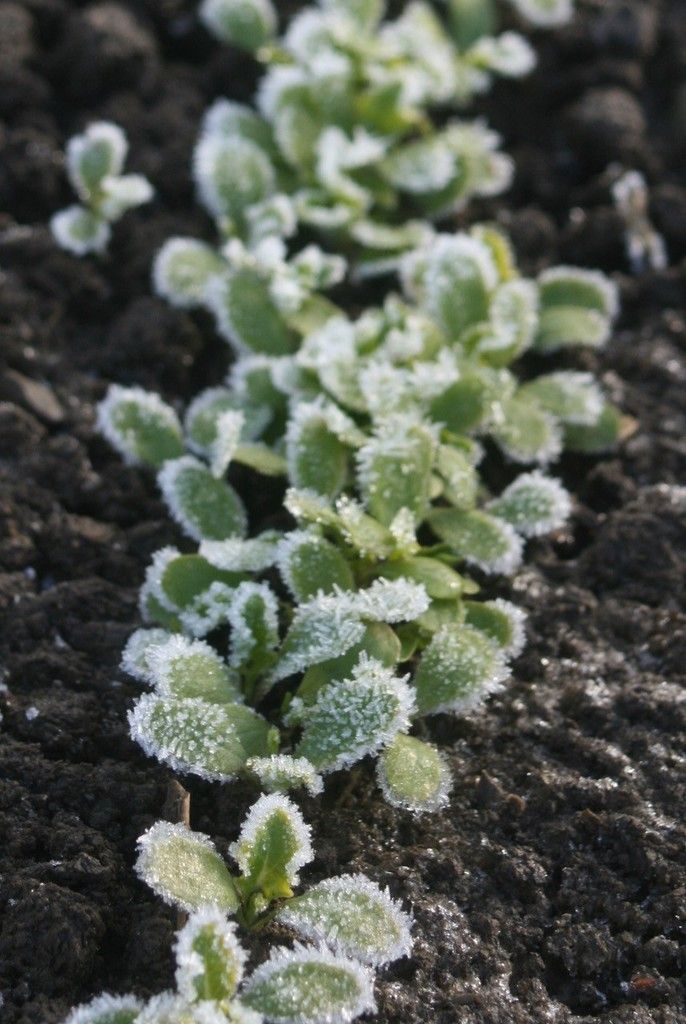 Wie man das ganze Jahr über gesunde Gemüsevielfalt genießen kann, erläutert Wolfgang Palme am Mittwoch.