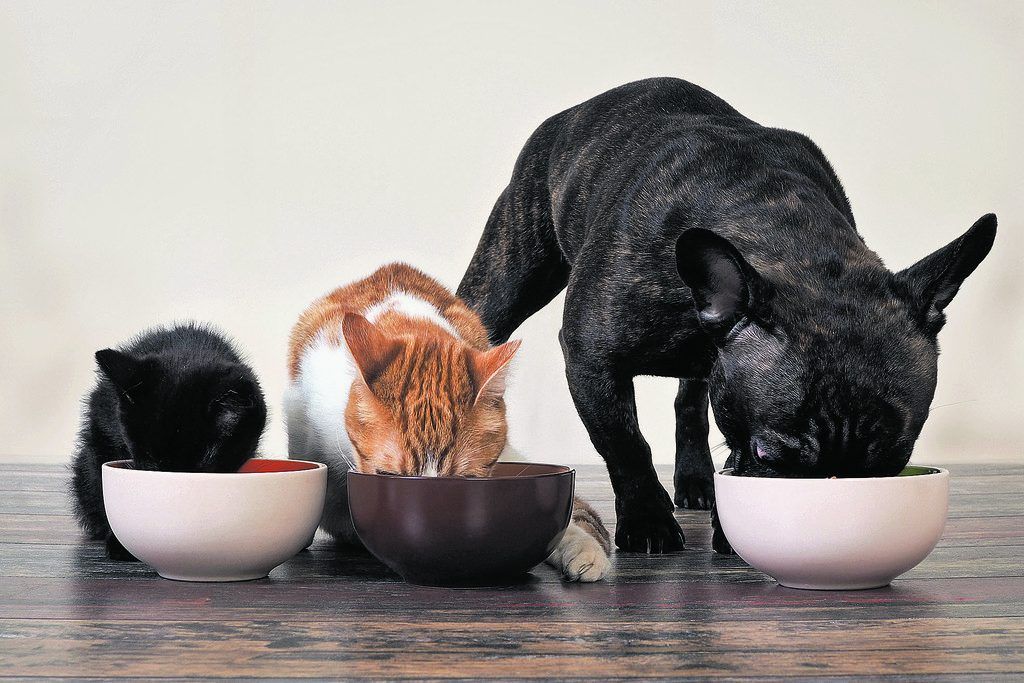 Wohnen mit Hund, Katz�und Co