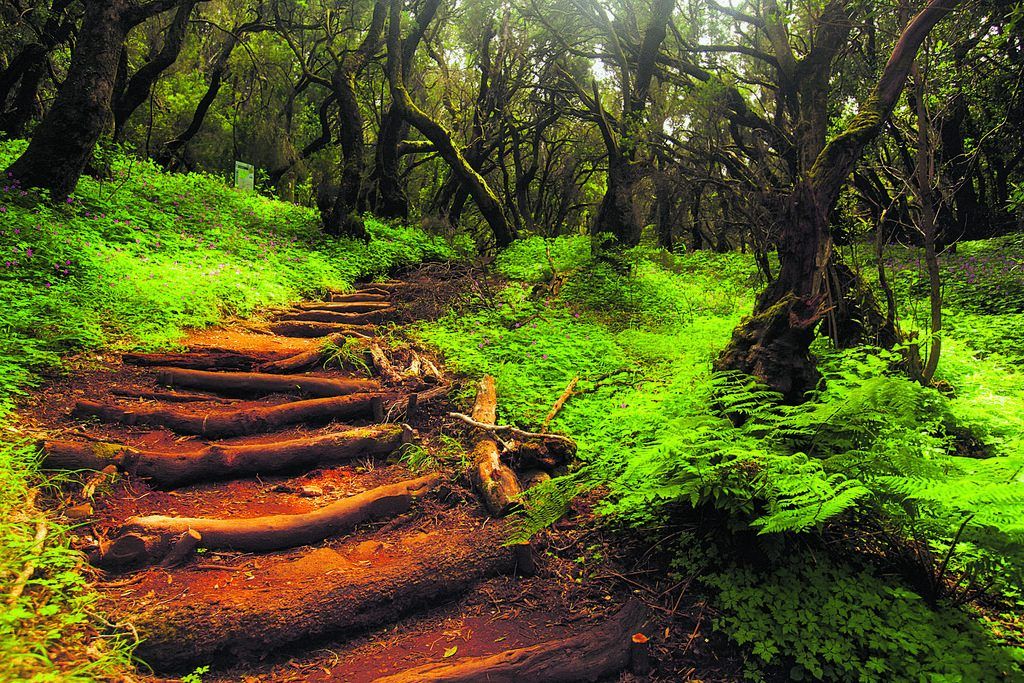 Garajonay-Nationalpark: Mystischer Lorbeerwald
