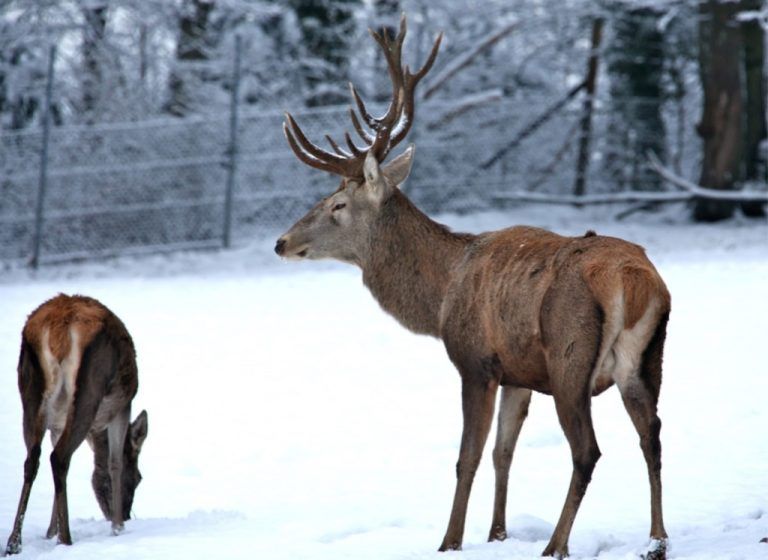 Zu Gast bei den TierenDurch den ganzjährig geöffneten Feldkircher Wildpark führen mehrere kinderwagentaugliche Waldwege mit Waldlehrpfad. Über 160 Tiere erlauben bei freiem Eintritt Einblick in die Lebensweise der 18 Wildtierarten.