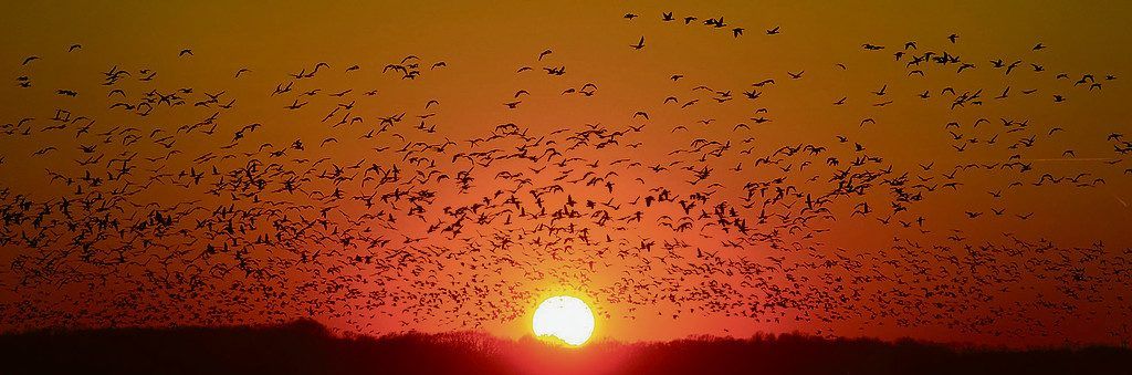 Hormon steuert die Reiselust der Zugvögel