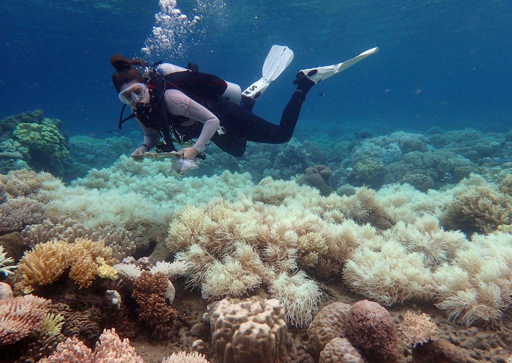 Hitzewelle im Meer bleicht Korallen im Great Barrier Reef aus