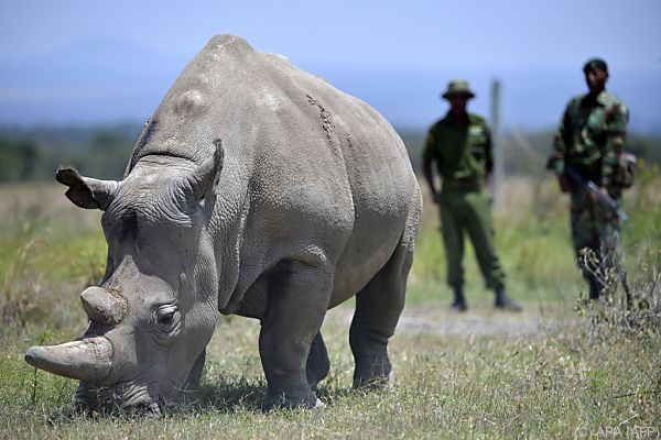 Befruchtung als Rettung vom Nördlichen Breitmaulnashorn