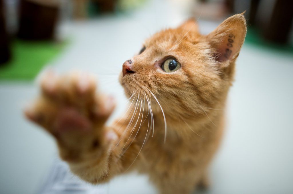 Heute ist Weltkatzentag: Beliebtestes Haustier der Österreicher