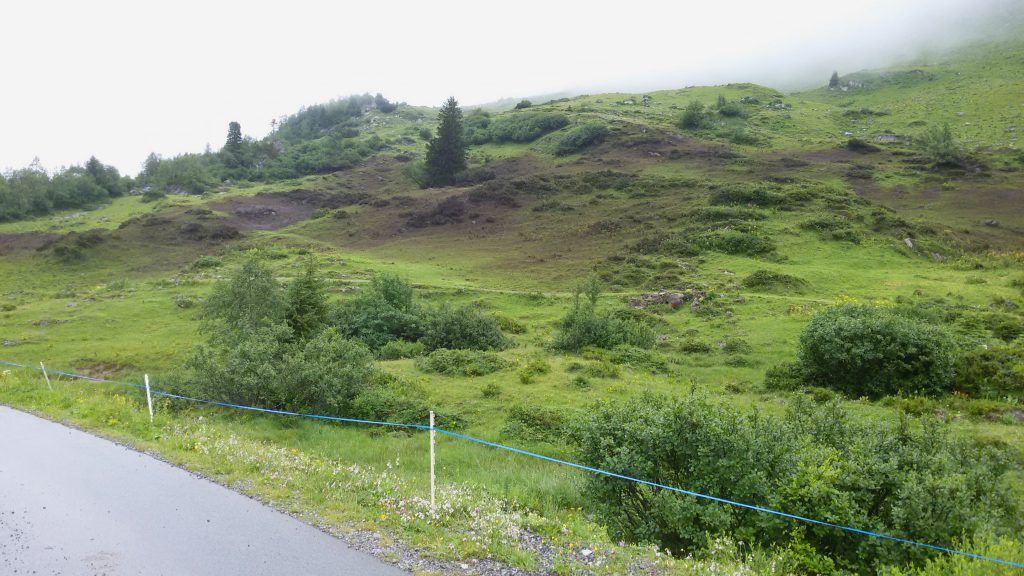 Büsche und Blumen am Spullersee mit Jauche beschüttet