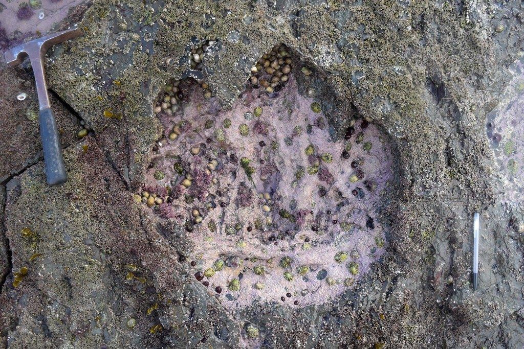 Riesige Dinosaurier-Fußabdrücke in Schottland entdeckt