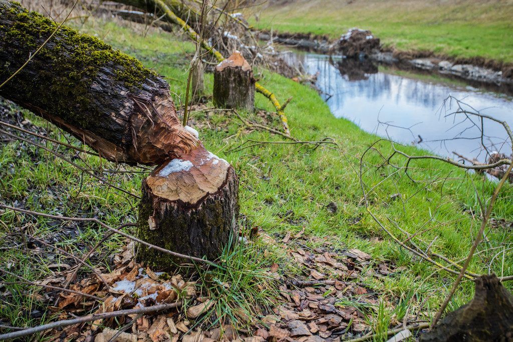Vorarlberg wird zum Biber-Ländle