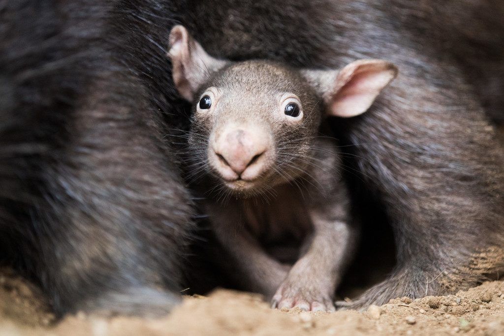 Neugieriger Wombat