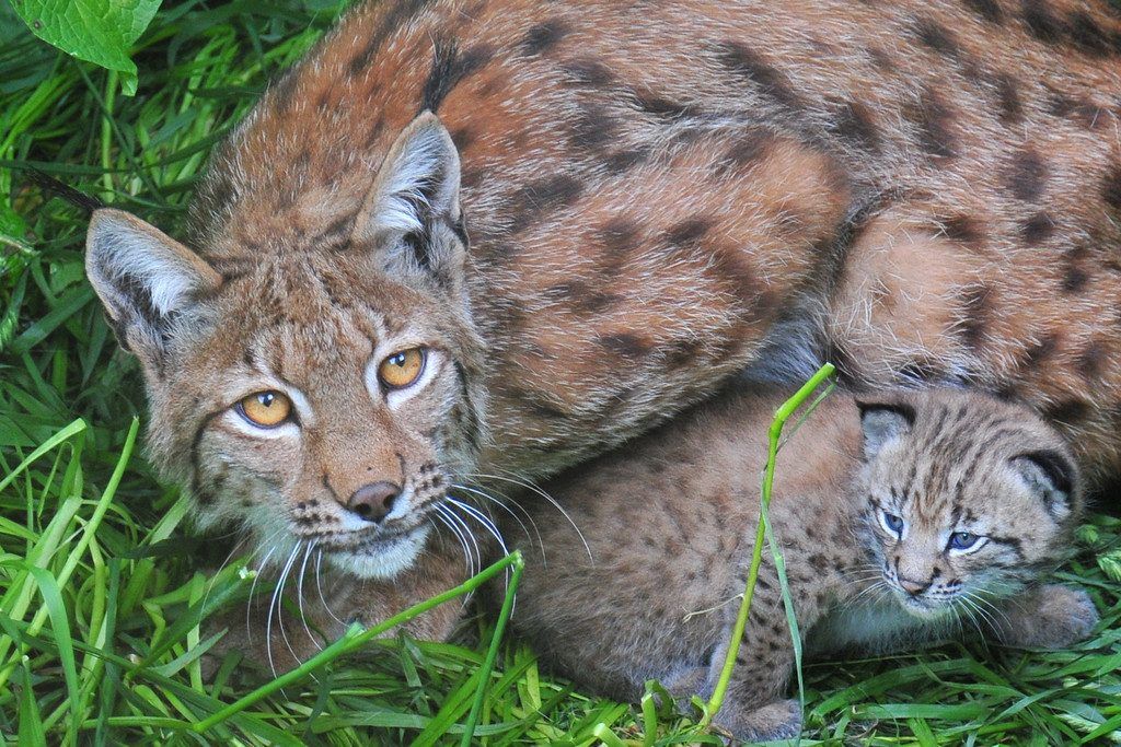 Freude im Land über die Rückkehr des Luchs in freier Wildbahn. »A4