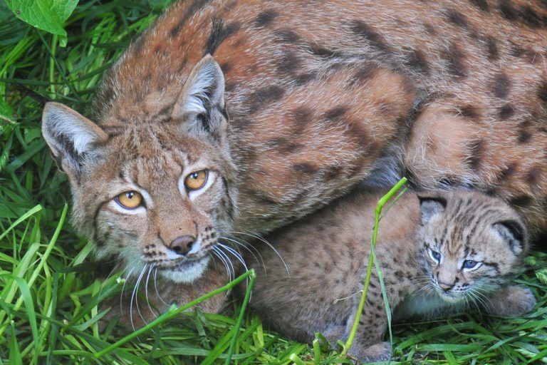 Freude im Land über die Rückkehr des Luchs in freier Wildbahn. »A4