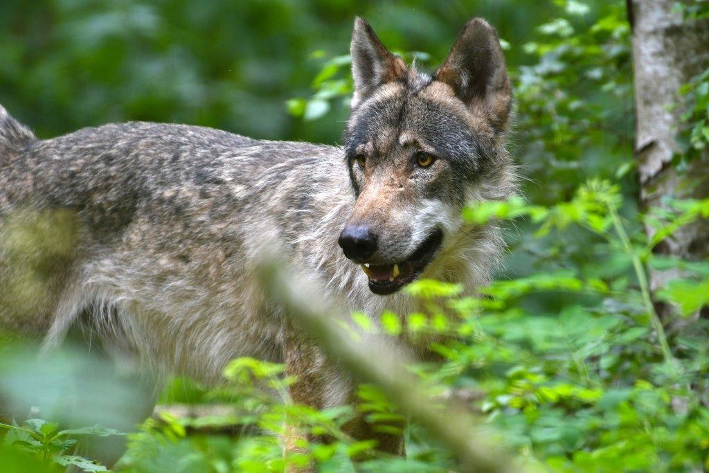 Land sieht keinen Platz für Wölfe
