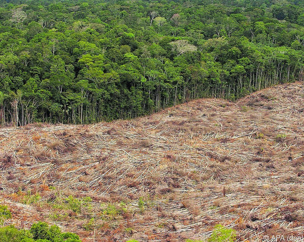 Abholzung des brasilianischen Regenwaldes rasant beschleunigt